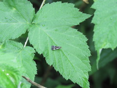 Dichomeris setosella