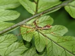 Epidaus