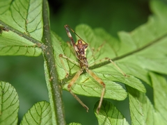 Epidaus
