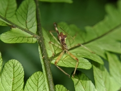 Epidaus