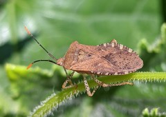 Anasa repetita