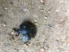 Scarabaeinae