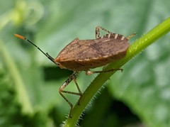 Anasa repetita