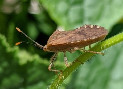 Anasa repetita
