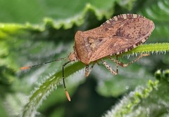 Anasa repetita