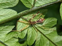 Epidaus