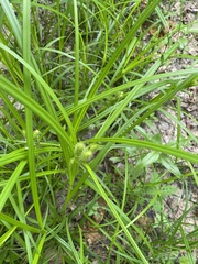 Carex frankii