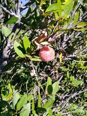 Quercus vacciniifolia