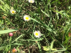 Erigeron tracyi