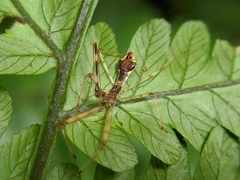 Epidaus