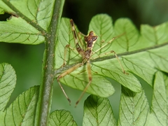 Epidaus