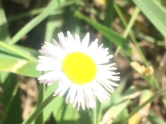 Erigeron tracyi
