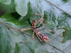 Epidaus