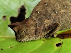 Brookesia superciliaris