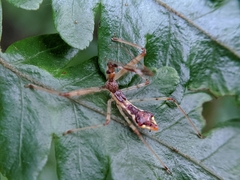 Epidaus