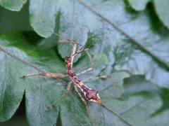 Epidaus