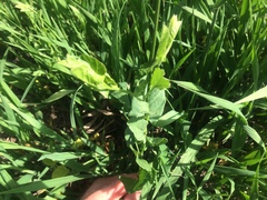 Convolvulus arvensis