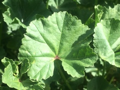 Malva neglecta