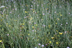 Xeranthemum cylindraceum