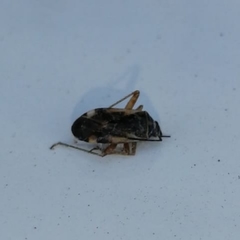 Adelphocoris