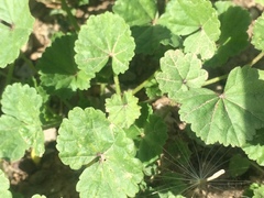 Malva neglecta