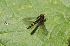 Fazia micrura