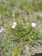 Scabiosa canescens