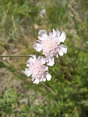 Scabiosa canescens