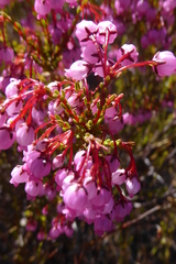 Erica rubens