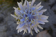 Lachnaea filamentosa
