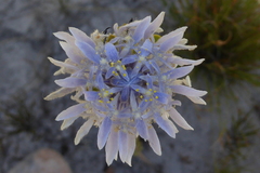 Lachnaea filamentosa