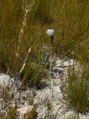 Lachnaea filamentosa