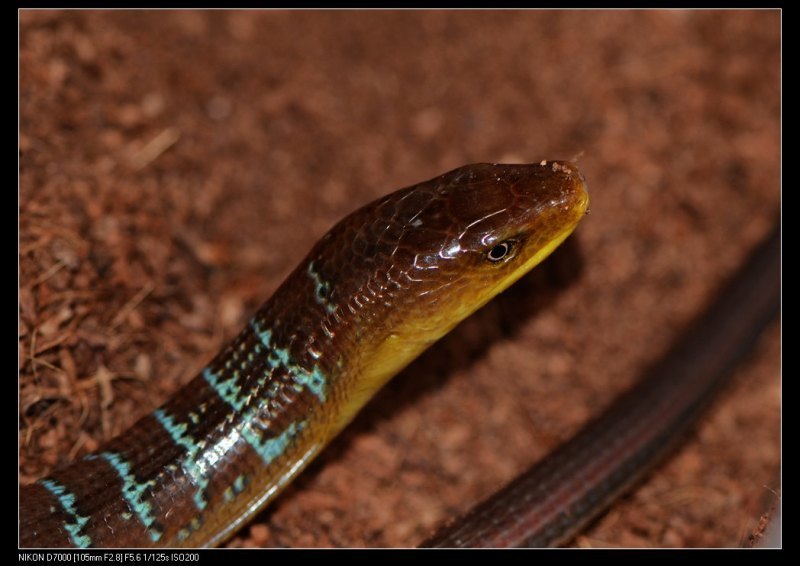 Hart's Glass Lizard