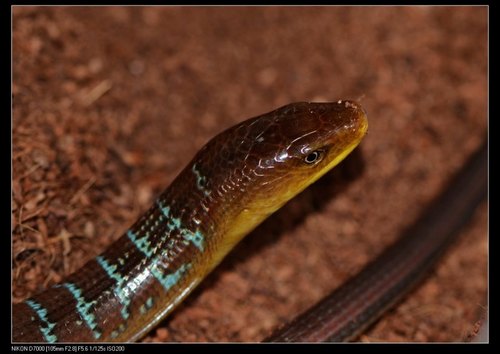 Hart's Glass Lizard