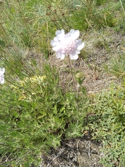 Scabiosa canescens