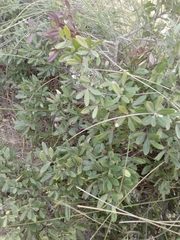 Magnoliopsida