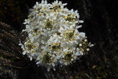 Pseudoselago gracilis