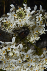Pseudoselago gracilis