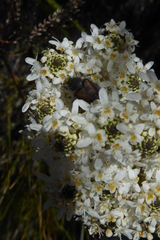 Pseudoselago gracilis