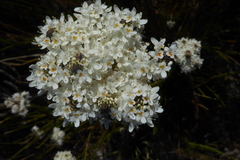 Pseudoselago gracilis
