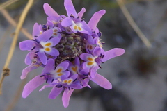 Pseudoselago similis
