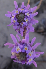 Pseudoselago similis