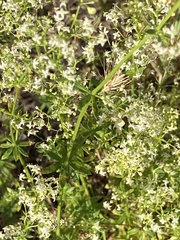 Galium mollugo