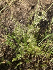 Galium mollugo