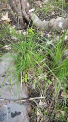 Carex prasina