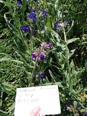 Anchusa officinalis