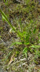 Packera schweinitziana