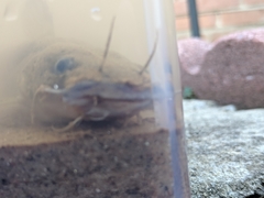 Pylodictis olivaris