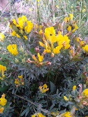 Chamaecytisus austriacus