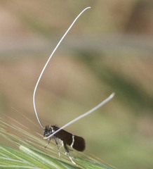 Adela singulella